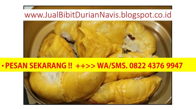 Bibit durian merah, bibit durian duri hitam, bibit durian pelangi, bibit durian super, bibit durian unggul, bibit durian montong, bibit durian.